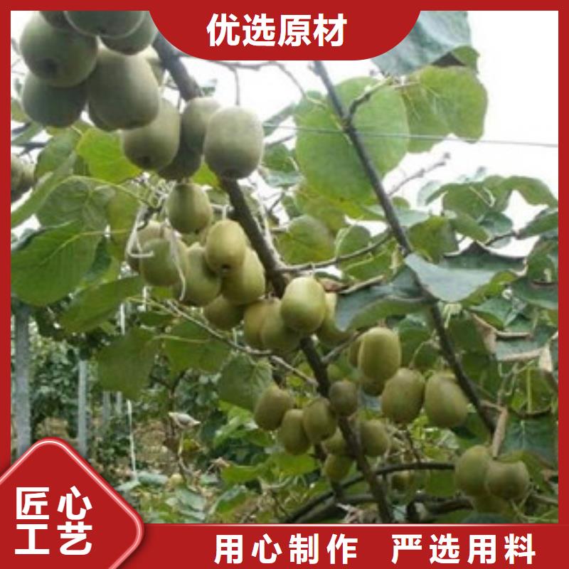 广州批发翠香猕猴桃苗7公分