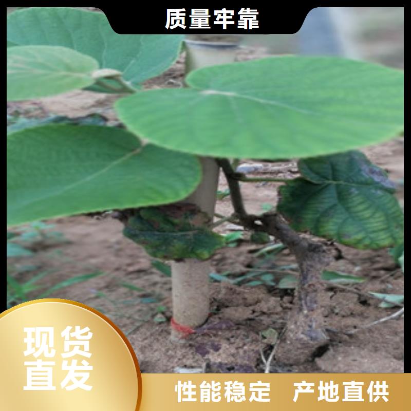 規格齊全的獼猴桃苗批發商