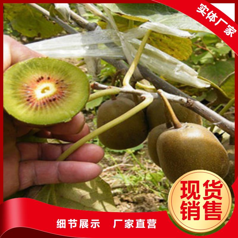 【广州】订购兴海红阳猕猴桃苗1.5公分