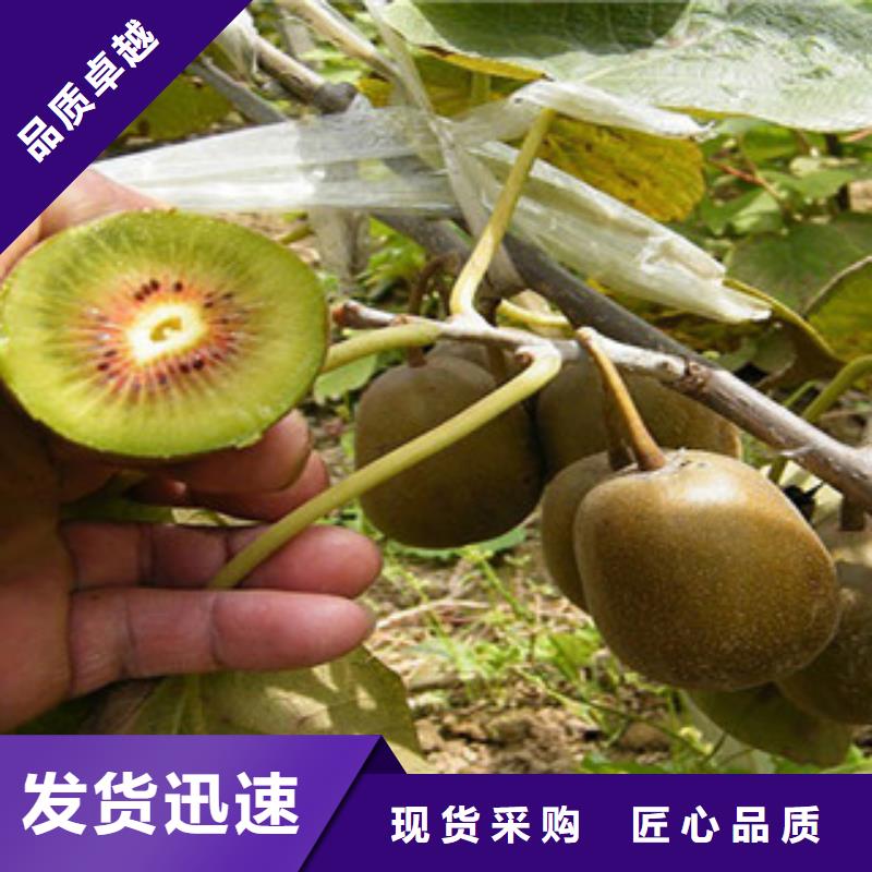 焦作直销[兴海]红阳猕猴桃苗18公分