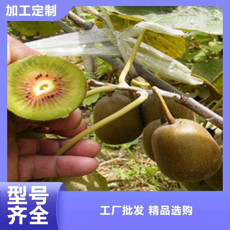 <湛江>厂家直销货源充足兴海黄金果猕猴桃苗0.7公分
