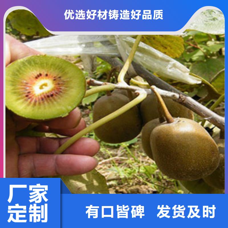 《上海》定制兴海秦美猕猴桃苗0.6公分