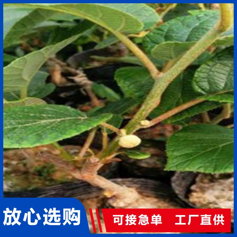 <焦作>质检合格出厂<兴海>楚红猕猴桃苗0.9公分