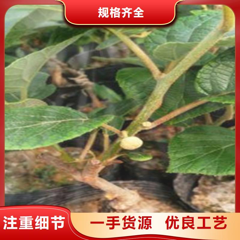 【汉中】本地(兴海)楚红猕猴桃苗8公分