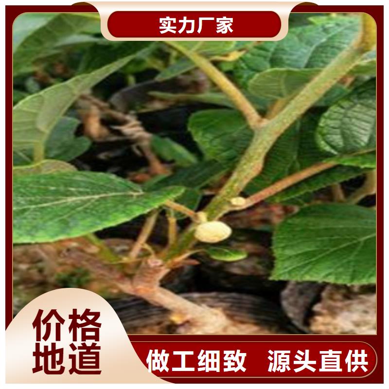 上海专业生产设备兴海翠香猕猴桃苗15公分
