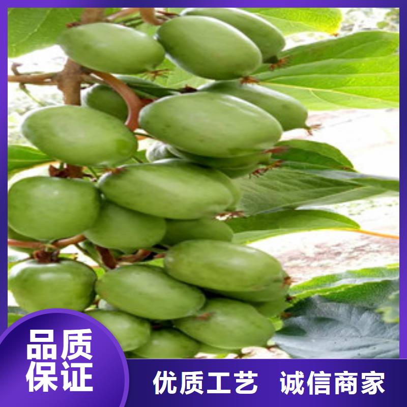 大庆买兴海楚红猕猴桃苗0.8公分