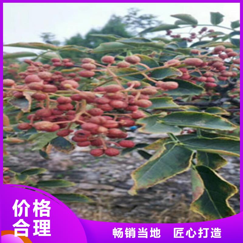 花椒苗-廠家直供現貨實拍
