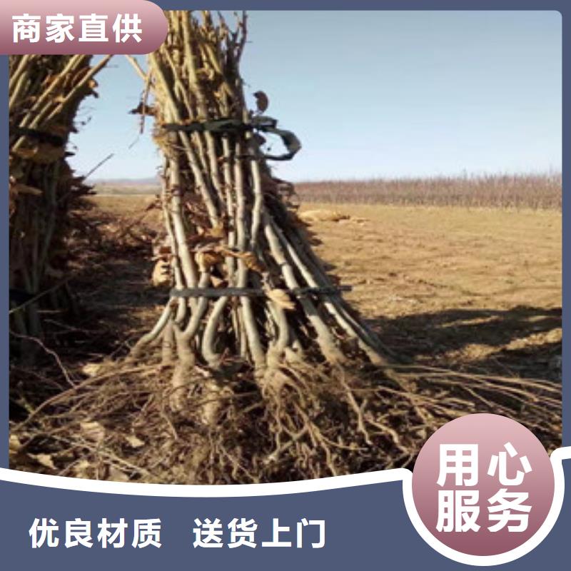 板栗苗低于市場價