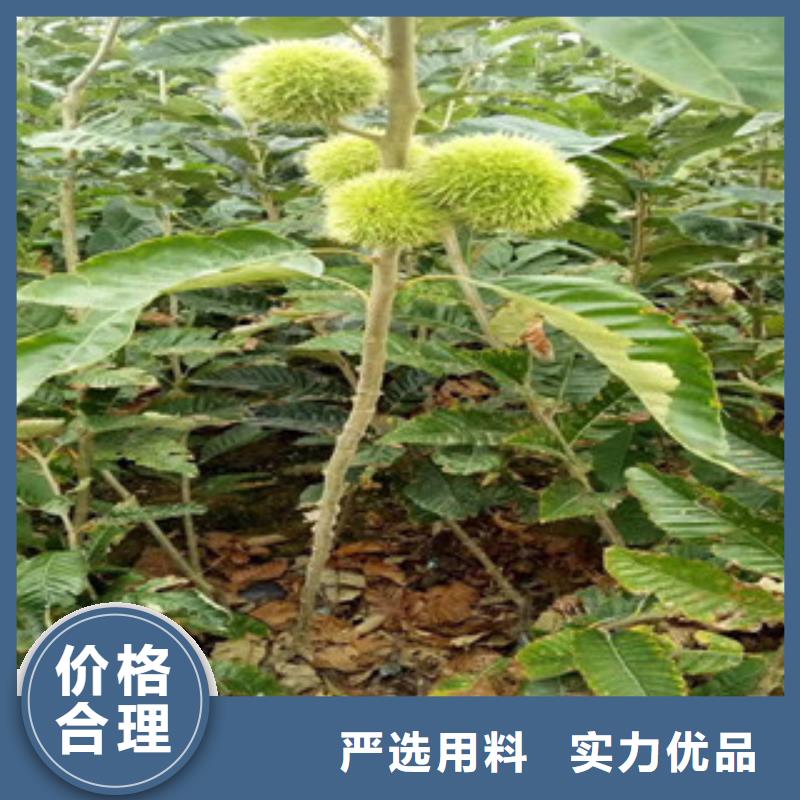 板栗苗大量現(xiàn)貨供應(yīng)