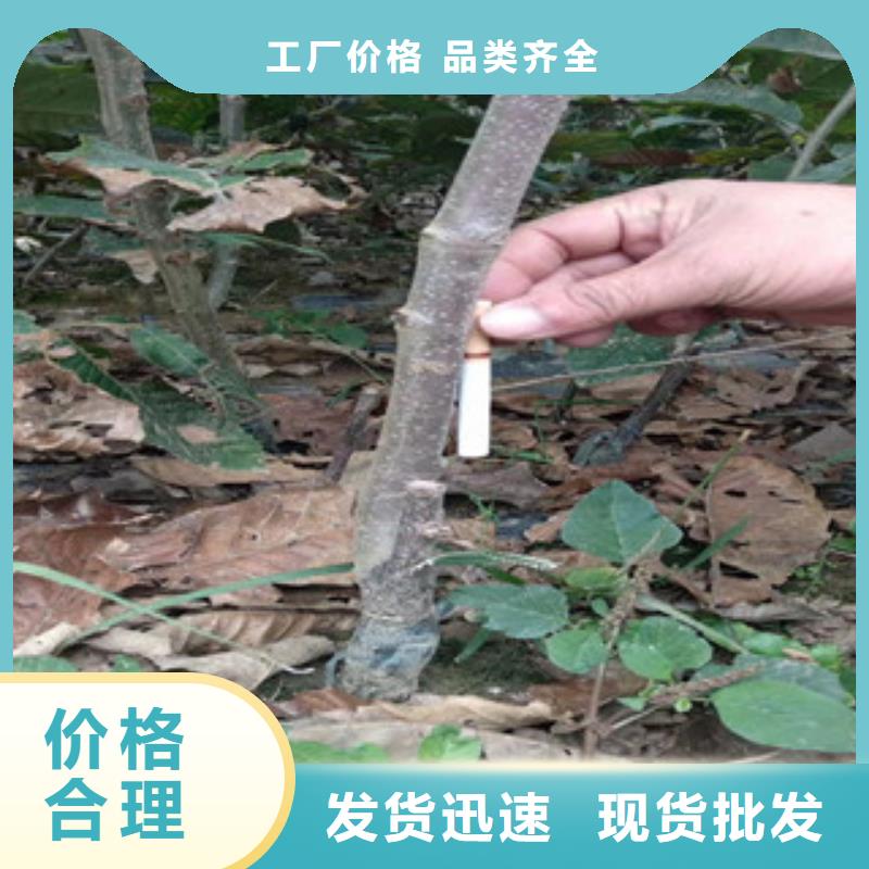 口碑好的板栗苗廠家