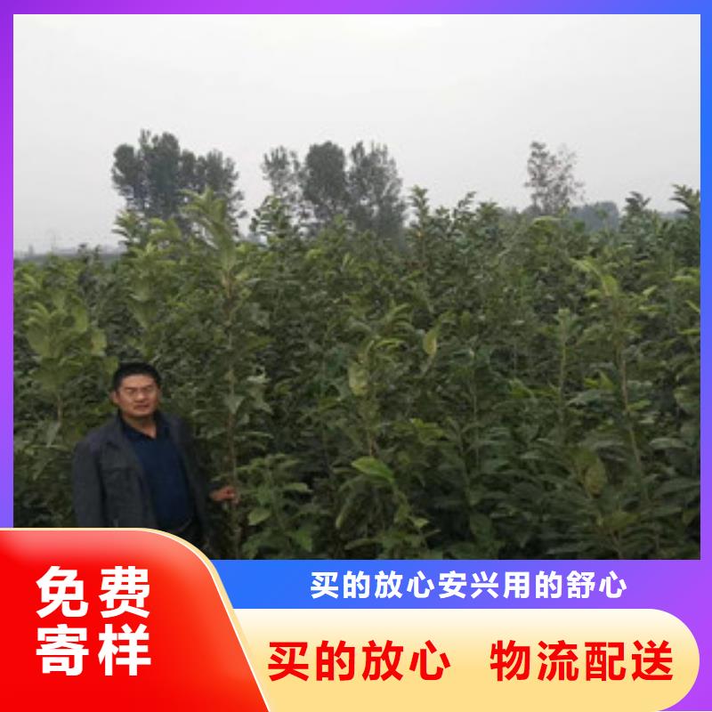 板栗苗大型生產基地