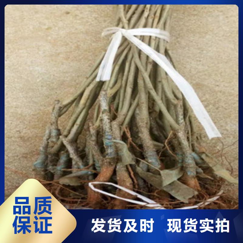 板栗苗價格實惠專注產品質量與服務