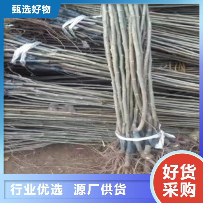 板栗苗發(fā)貨就是快