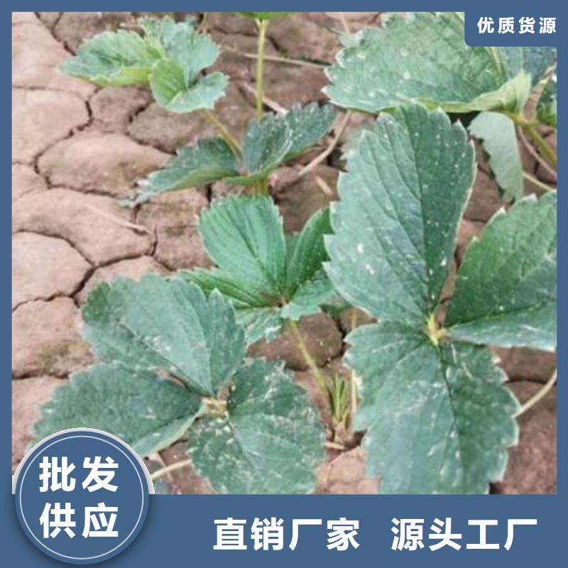 草莓苗商家優(yōu)選