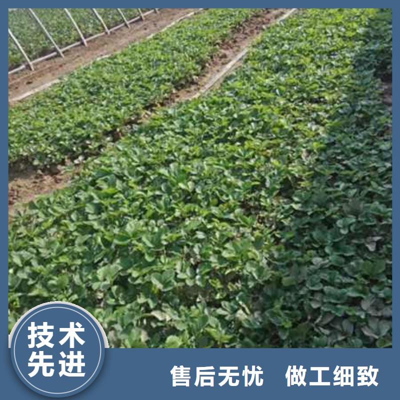 質(zhì)量優(yōu)的草莓苗品牌廠家同城制造商