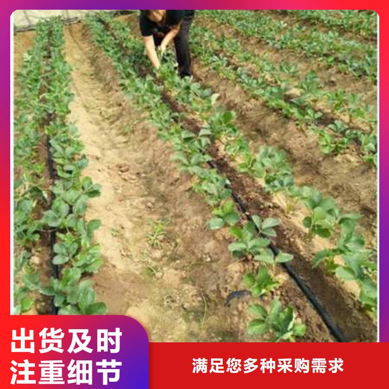 服務周到的草莓苗銷售廠家