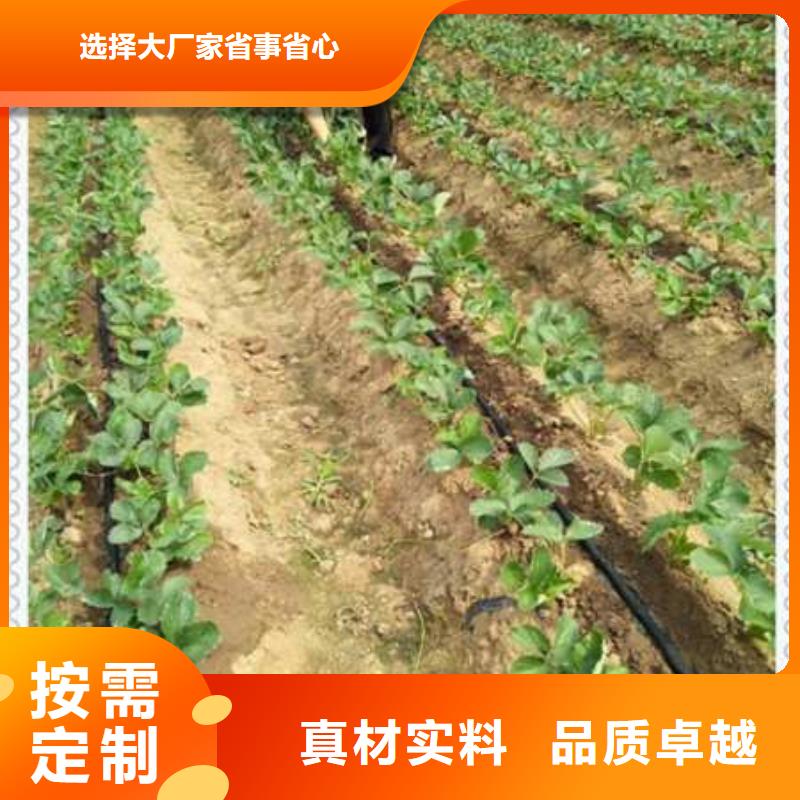草莓苗性能可靠