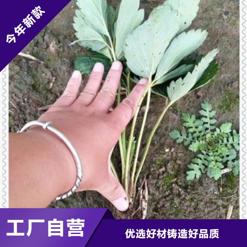 草莓苗適用范圍