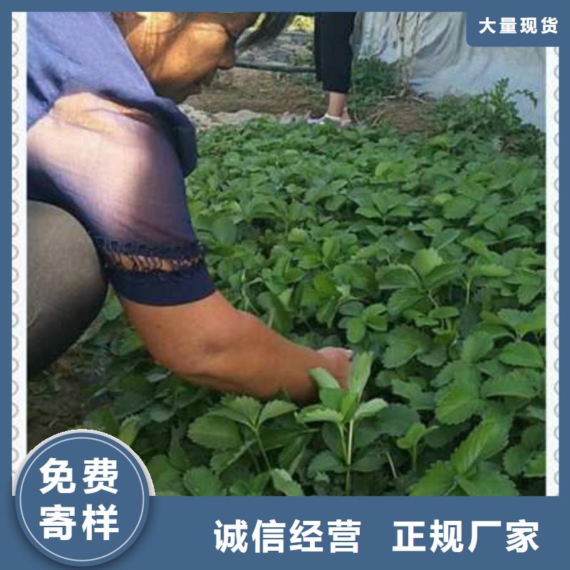 草莓苗廠商