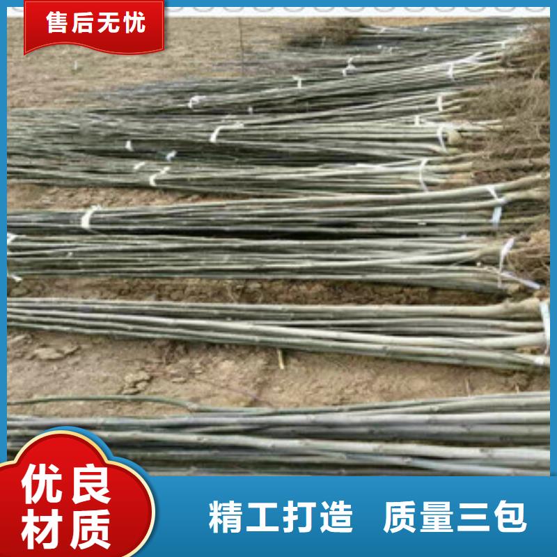 核桃苗制造廠_興海苗木種植合作社