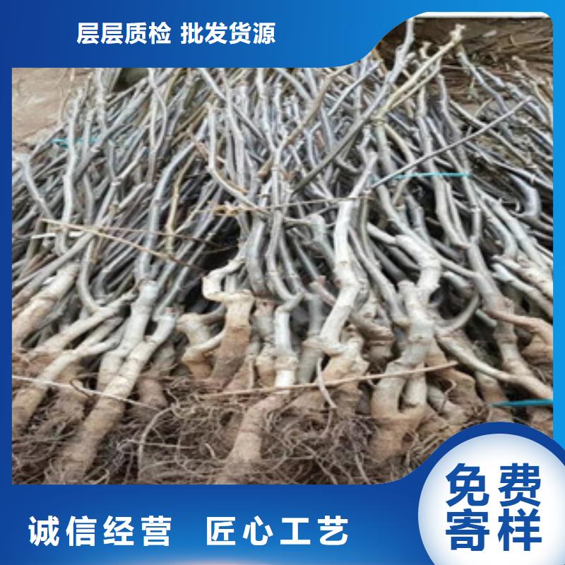 定做核桃苗廠家