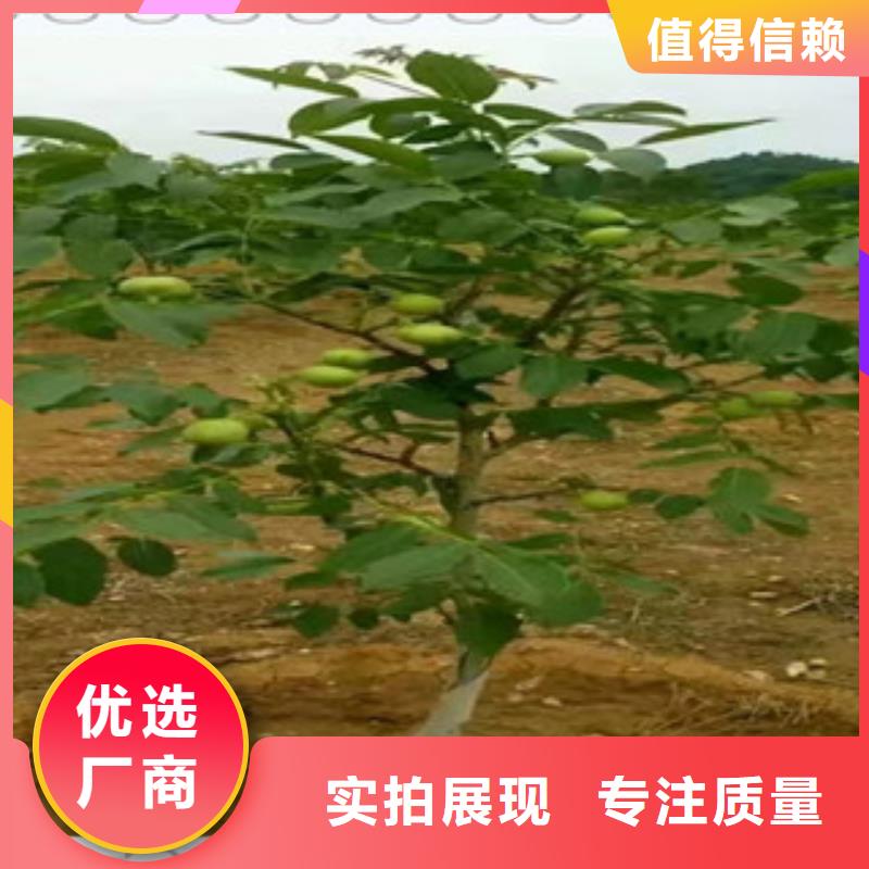 保質保量：核桃苗源廠直銷