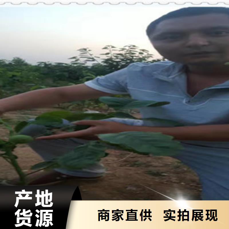 核桃苗施工安装