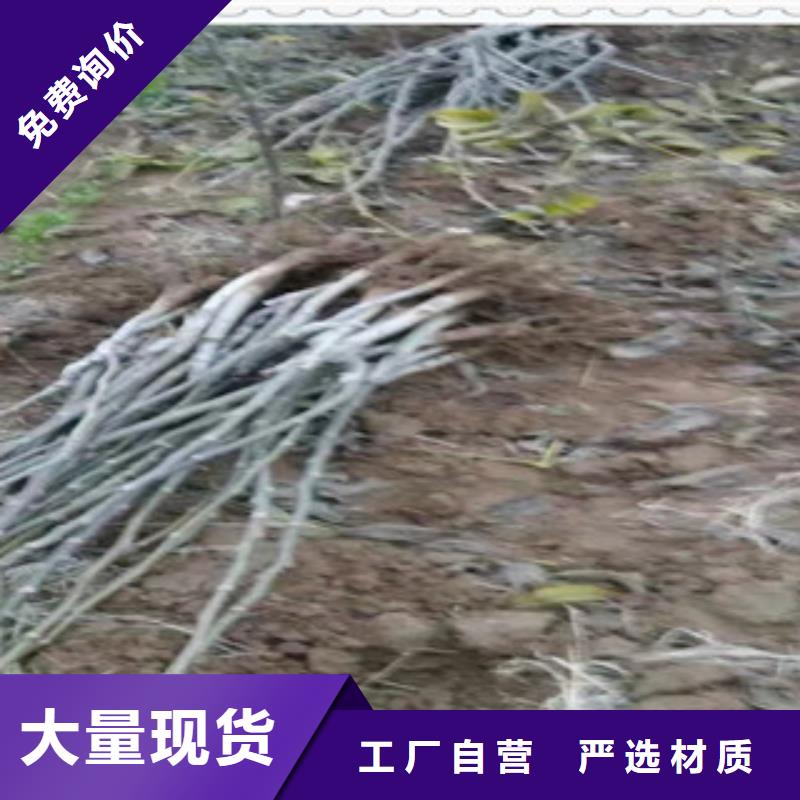 《龙岩》本地(兴海)2公分新新2号核桃苗基地