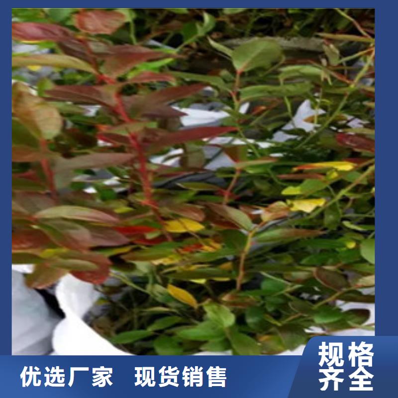盘锦定制顶峰蓝莓树苗种植方法