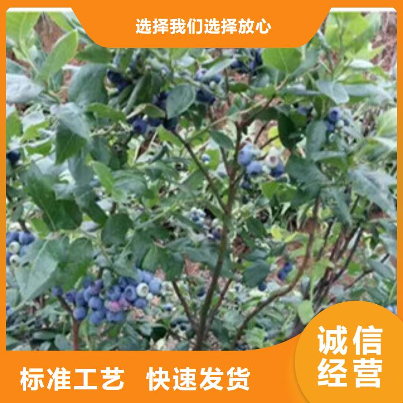 藍莓苗銷往全國