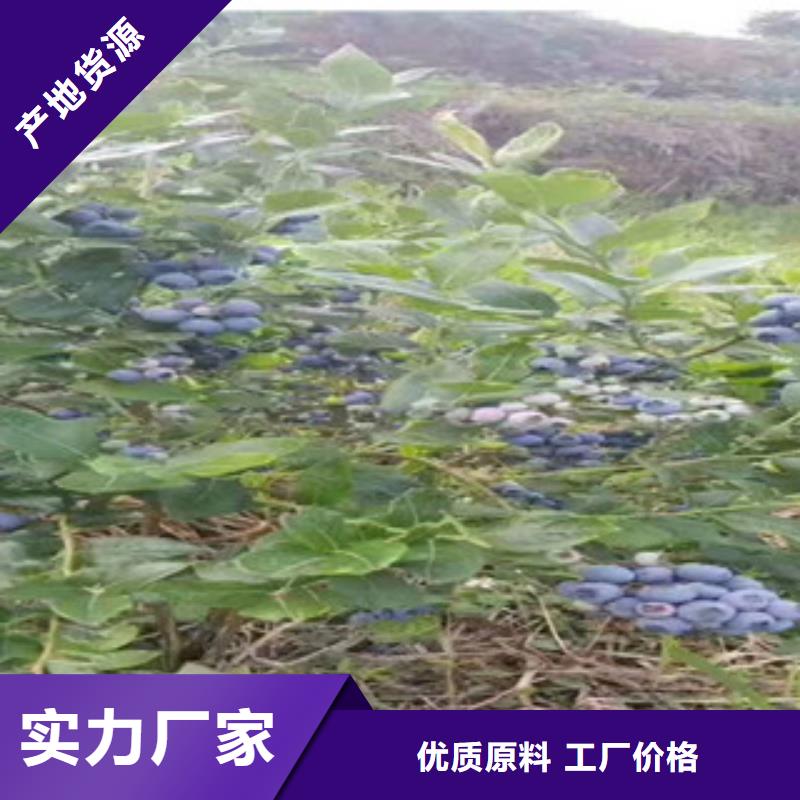 誠(chéng)信的藍(lán)莓苗廠家