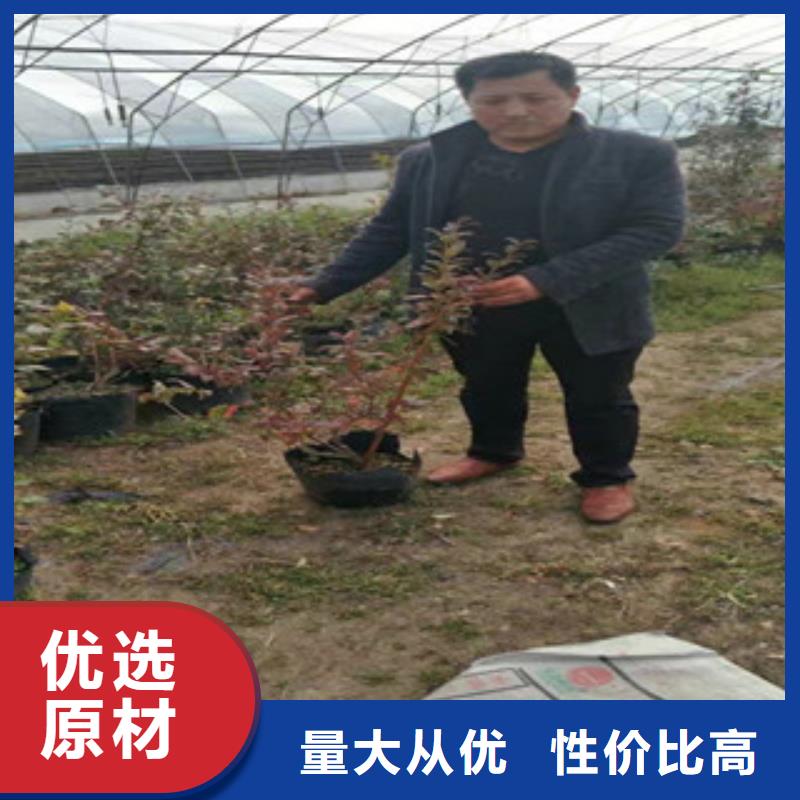 【海口】批发N-B-3蓝莓树苗专业合作社