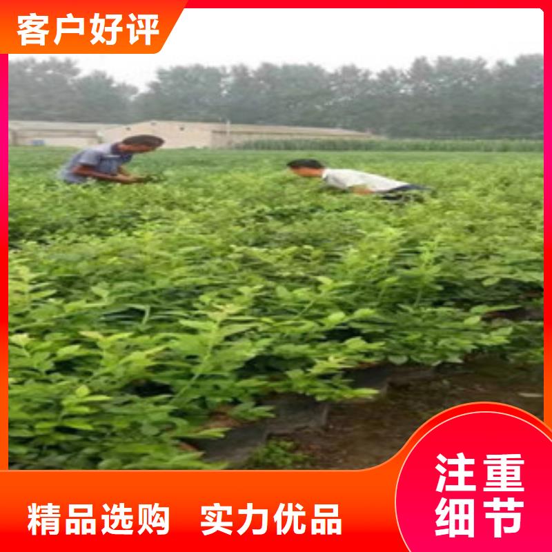 盘锦定制顶峰蓝莓树苗种植方法