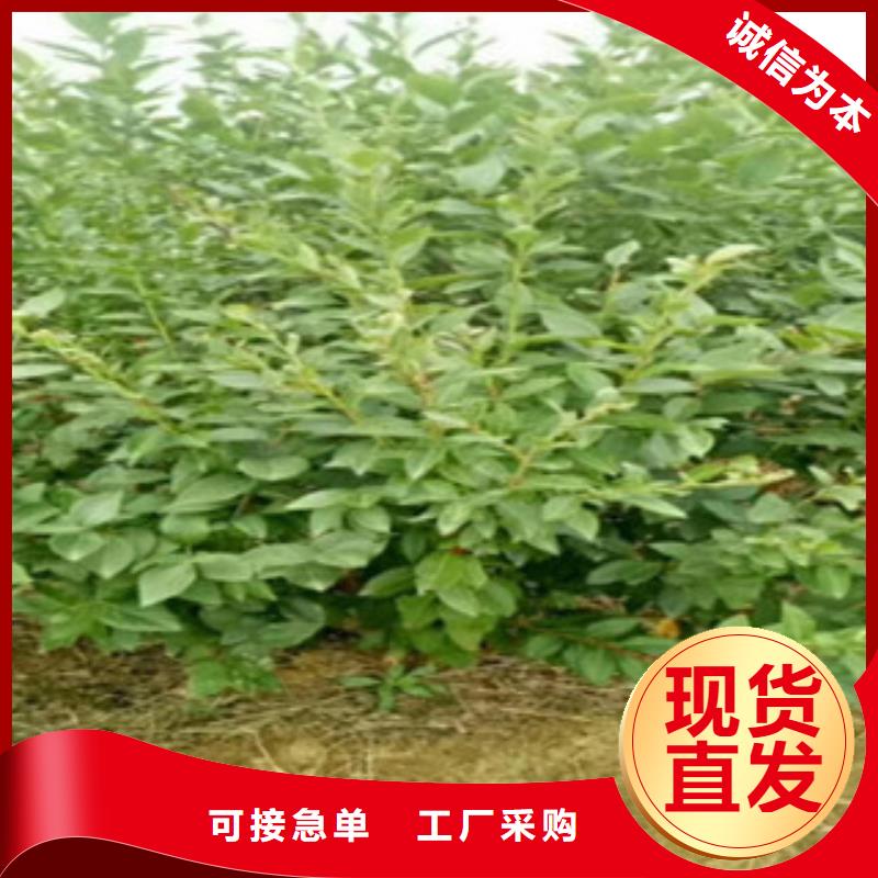 汉中细节严格凸显品质兴海北空蓝莓树苗1公分