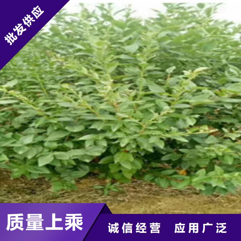 【长春】优良工艺兴海齐佩瓦蓝莓树苗亩产多少