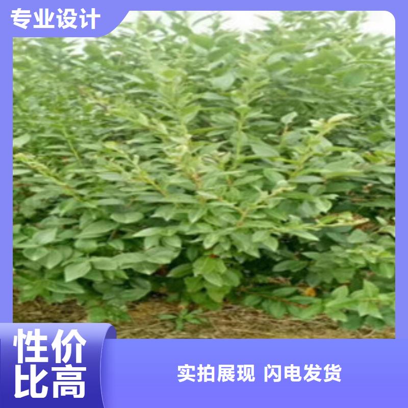 邵阳当地(兴海)坤蓝蓝莓树苗几年结果