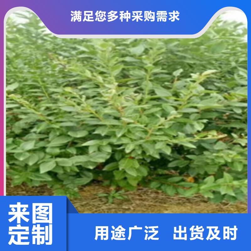 【长春】厂家直销售后完善兴海二年生蓝莓树苗供应