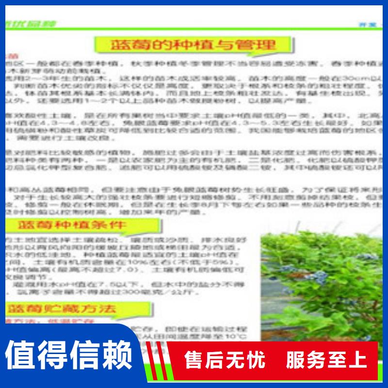 [邵阳]买<兴海>乌达德蓝莓树苗种植方法及时间