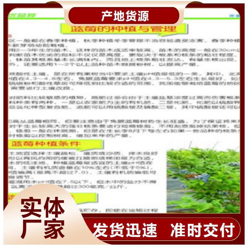 【山南】细节展示兴海布莱登蓝莓树苗品种介绍