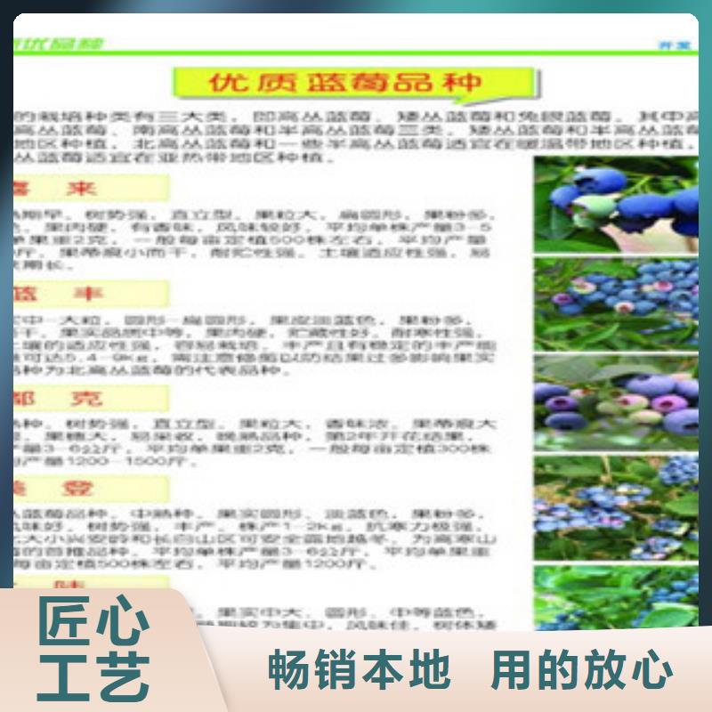 (上海)量大从优兴海N-B-3蓝莓树苗怎样购买