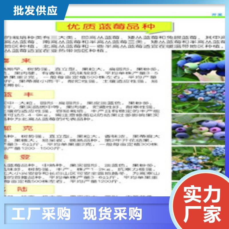 <长治>超产品在细节兴海T-172蓝莓树苗品种介绍