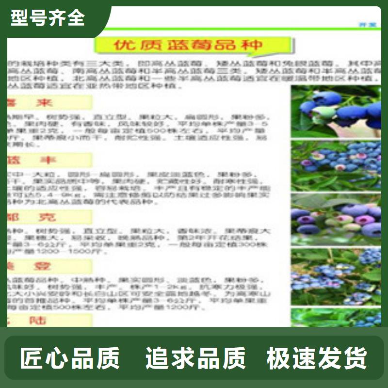 张家口实时报价兴海2年生蓝莓树苗基地图片
