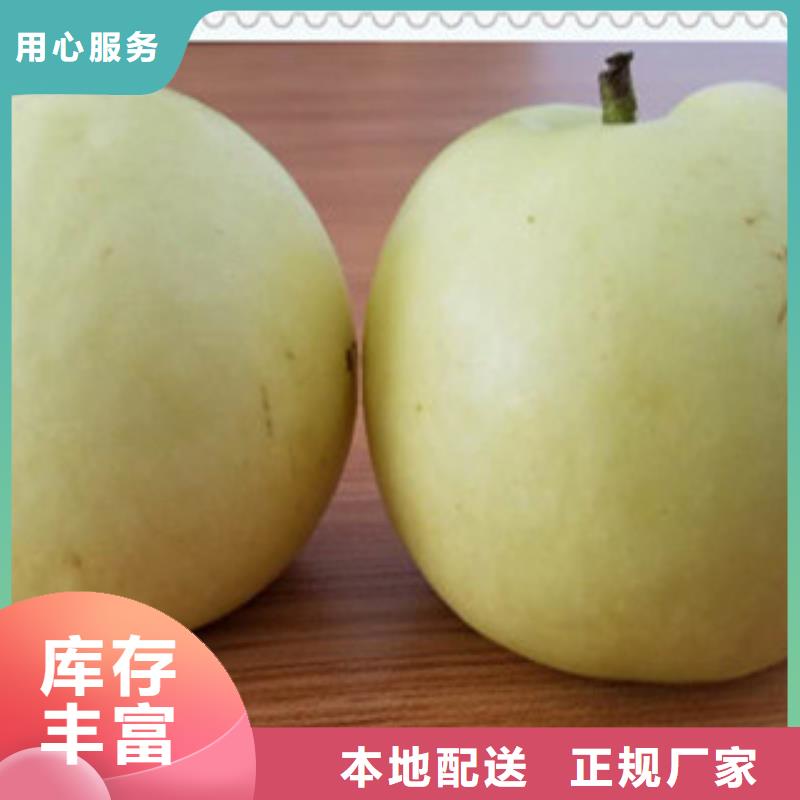 长治生产黄冠梨树苗1公分