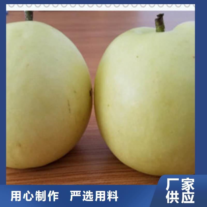 梨子苗現貨采購