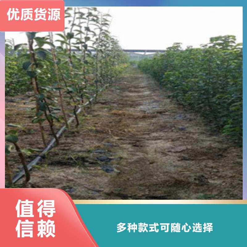 梨子苗本地正規大廠高性價比
