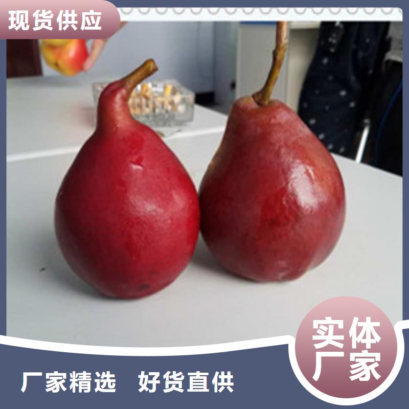 梨子苗廠家直售