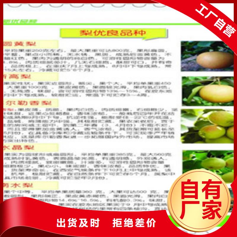 《邵阳》批发兴海软肉型系统梨树苗20公分