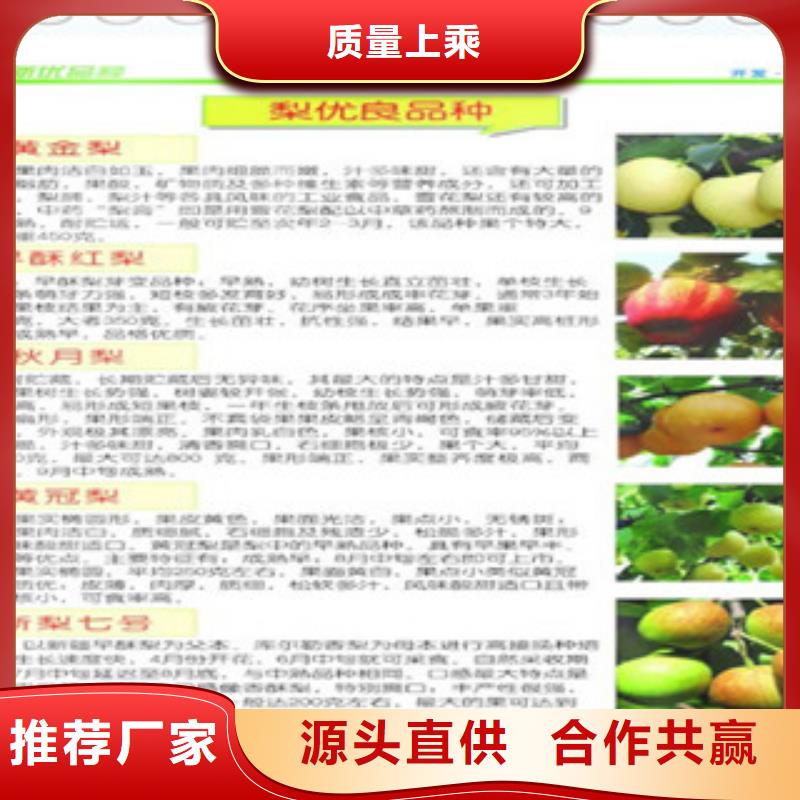 【拉萨】定制兴海京白梨树苗0.9公分