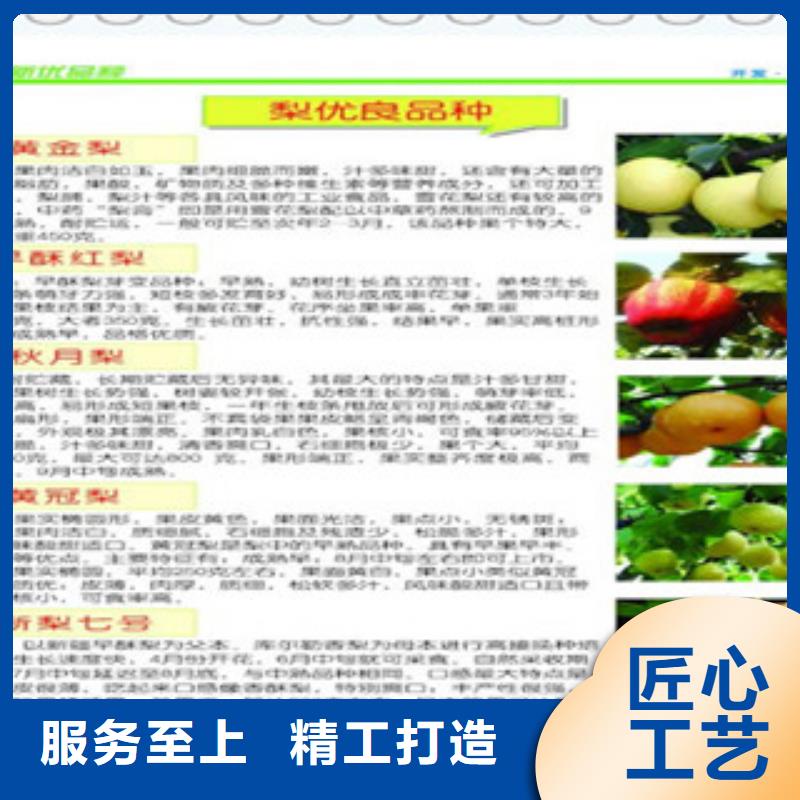 (福州)加工定制兴海西子绿梨树苗0.9公分