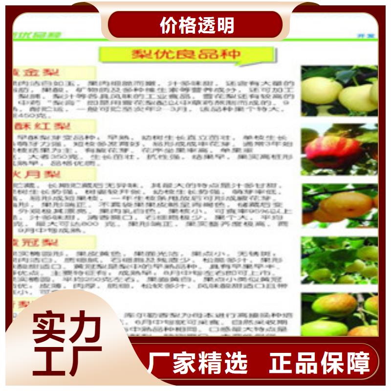 (盘锦)专业生产制造厂兴海早酥红梨树苗40公分